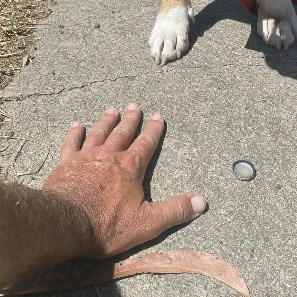 The back of a hand pressed flat on a sunny concrete footpath, with a dog's white paws just ahead of it