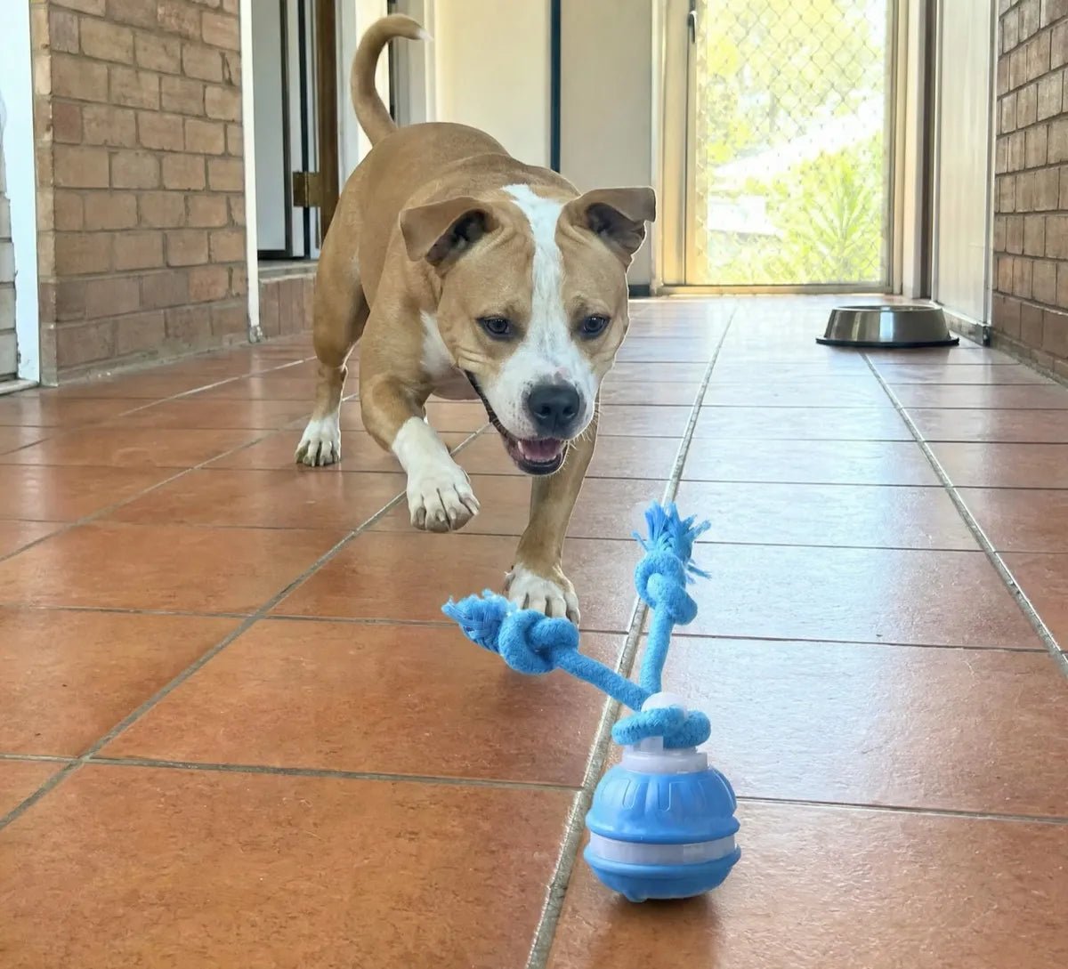 A tan and white Staffy-cross dog chasing The Chase Buddy down a tiled hallway inside the house, with a water bowl by the door
