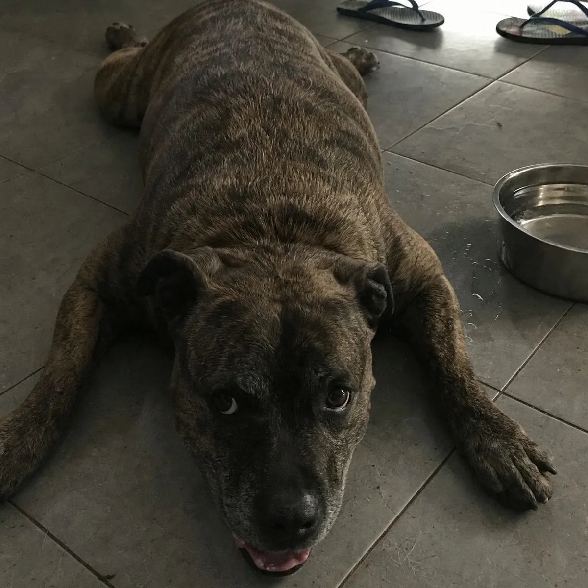 A brindle Staffy lying flat out on grey kitchen tiles beside a water bowl, looking up at the camera, with thongs by the back door