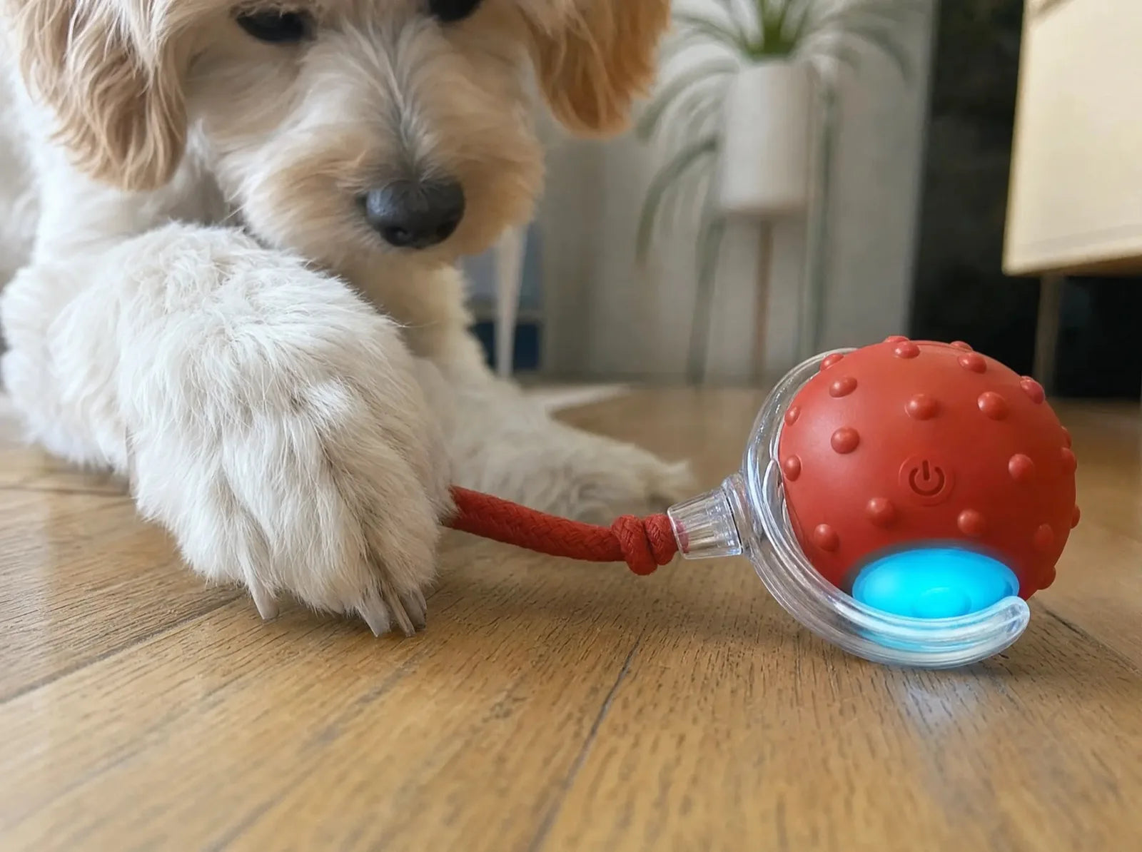 A small dog's paw pinning the ZoomieTail's rope tail to the floor