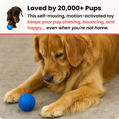 Zoomie Ball