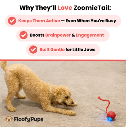 ZoomieTail