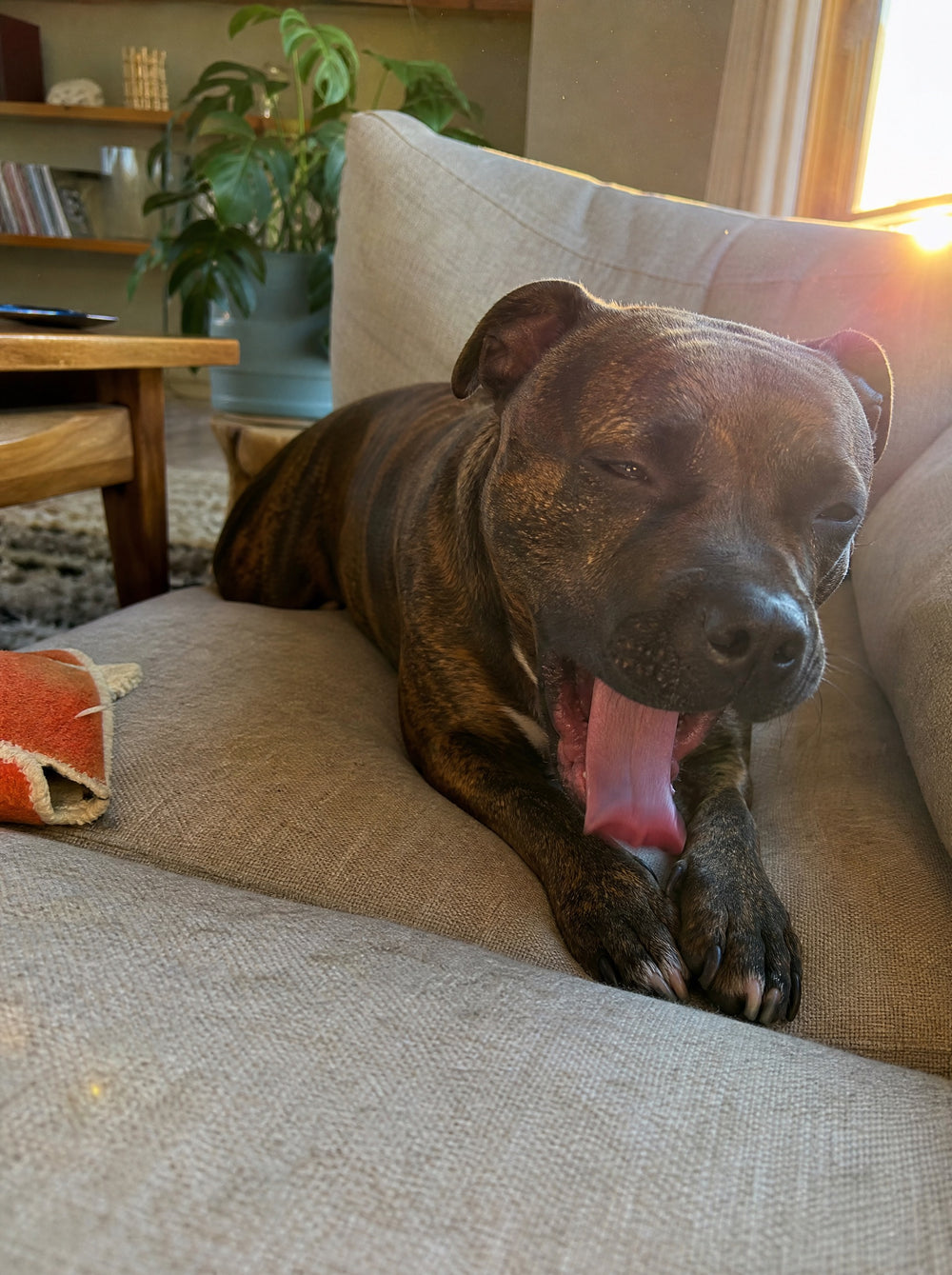 5. 15,000+ Happy Pups Can't Be Wrong