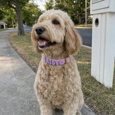 Charms Dog Collar
