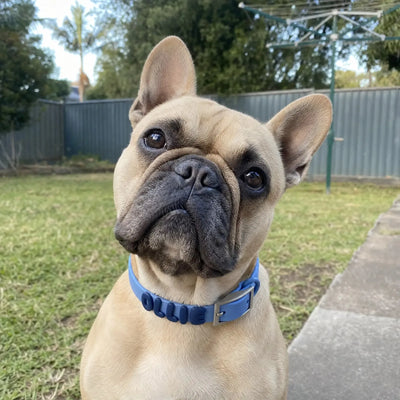 Charms Dog Collar