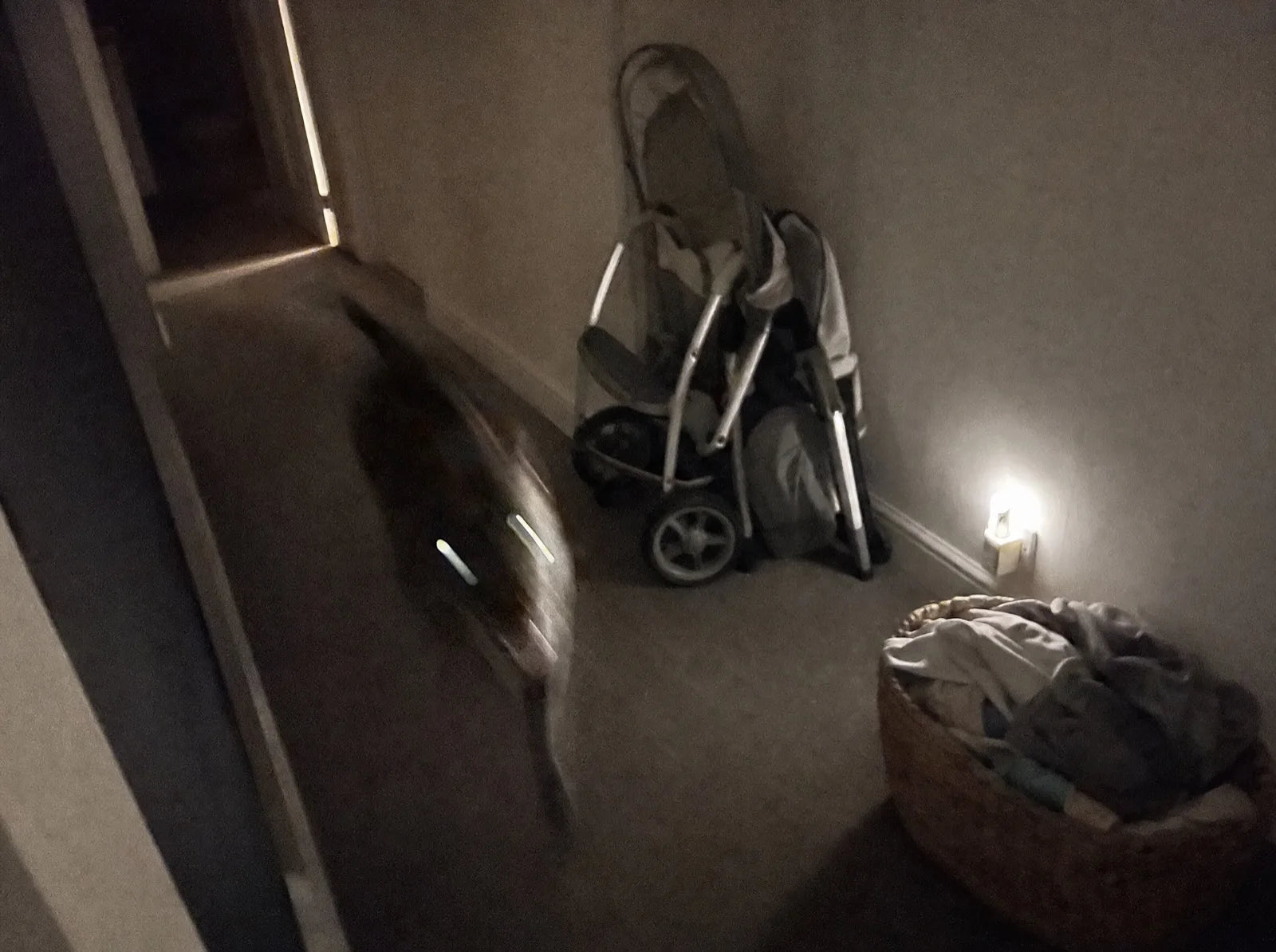 Blurry phone photo of Ziggy running through a dark hallway at 3am