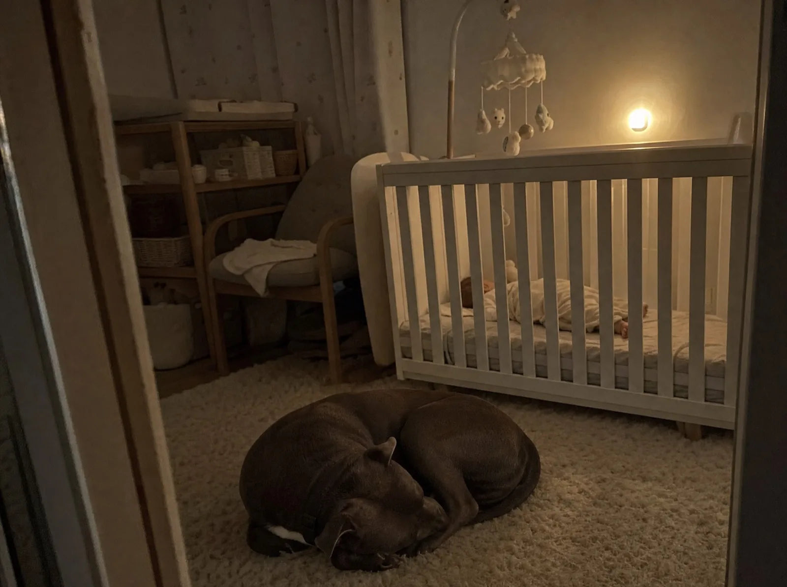 Ziggy asleep on the rug beside the cot at night