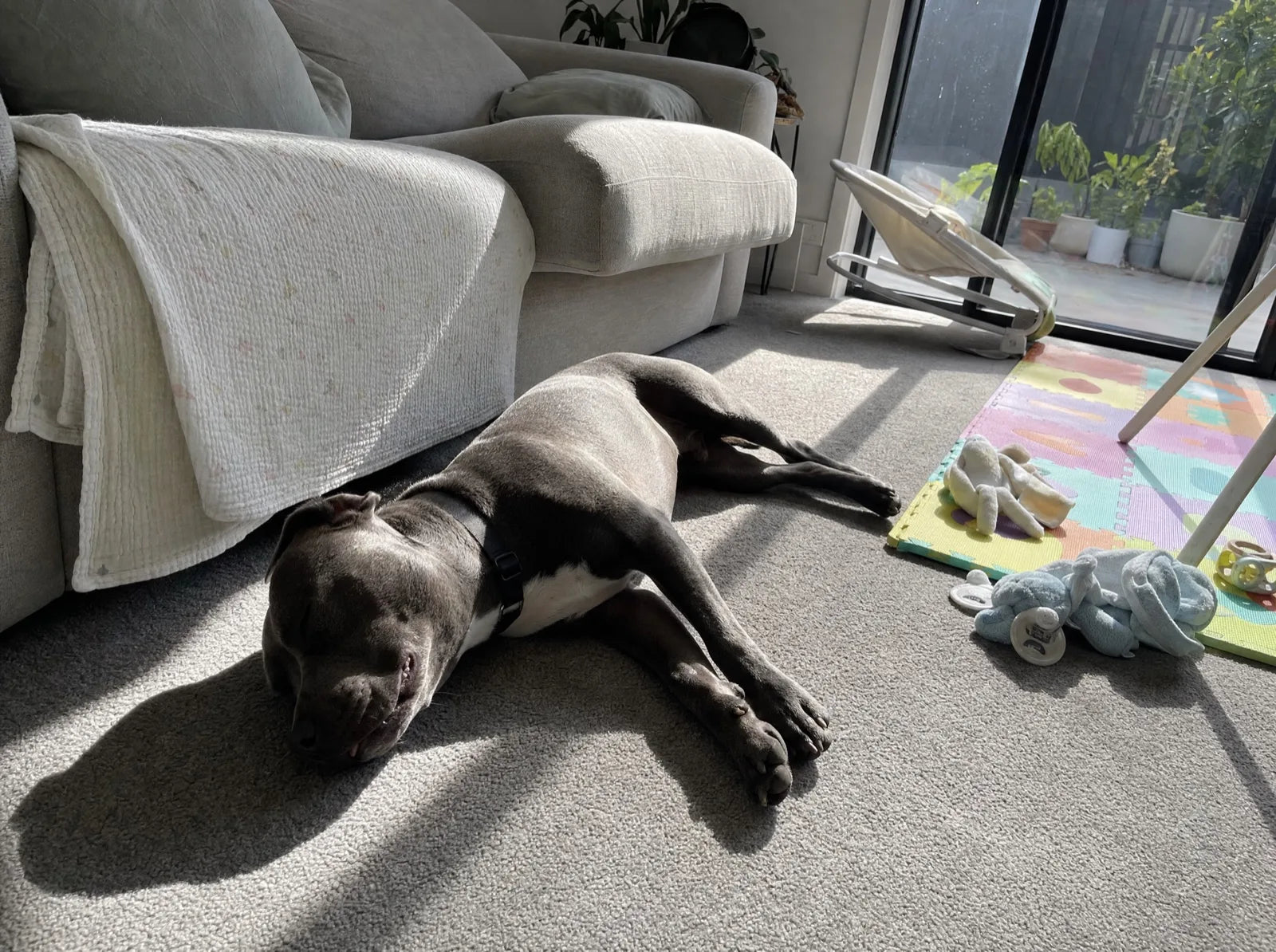 Ziggy asleep on the carpet in the middle of the day