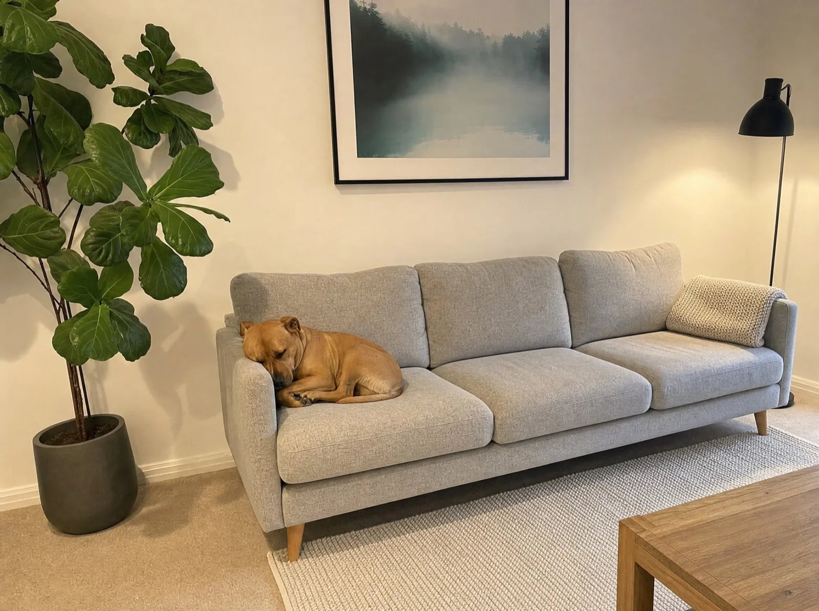 Max asleep on the new intact couch