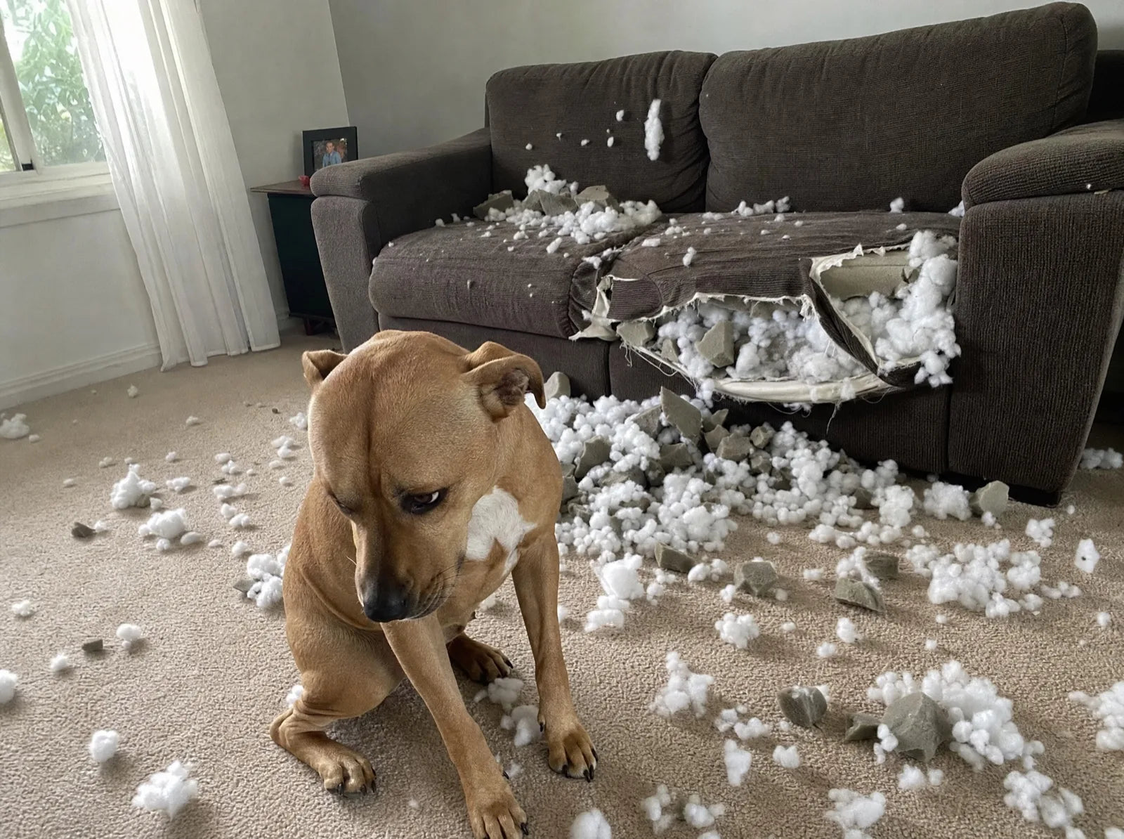 Max sitting on the carpet in front of a torn open couch cushion with stuffing everywhere