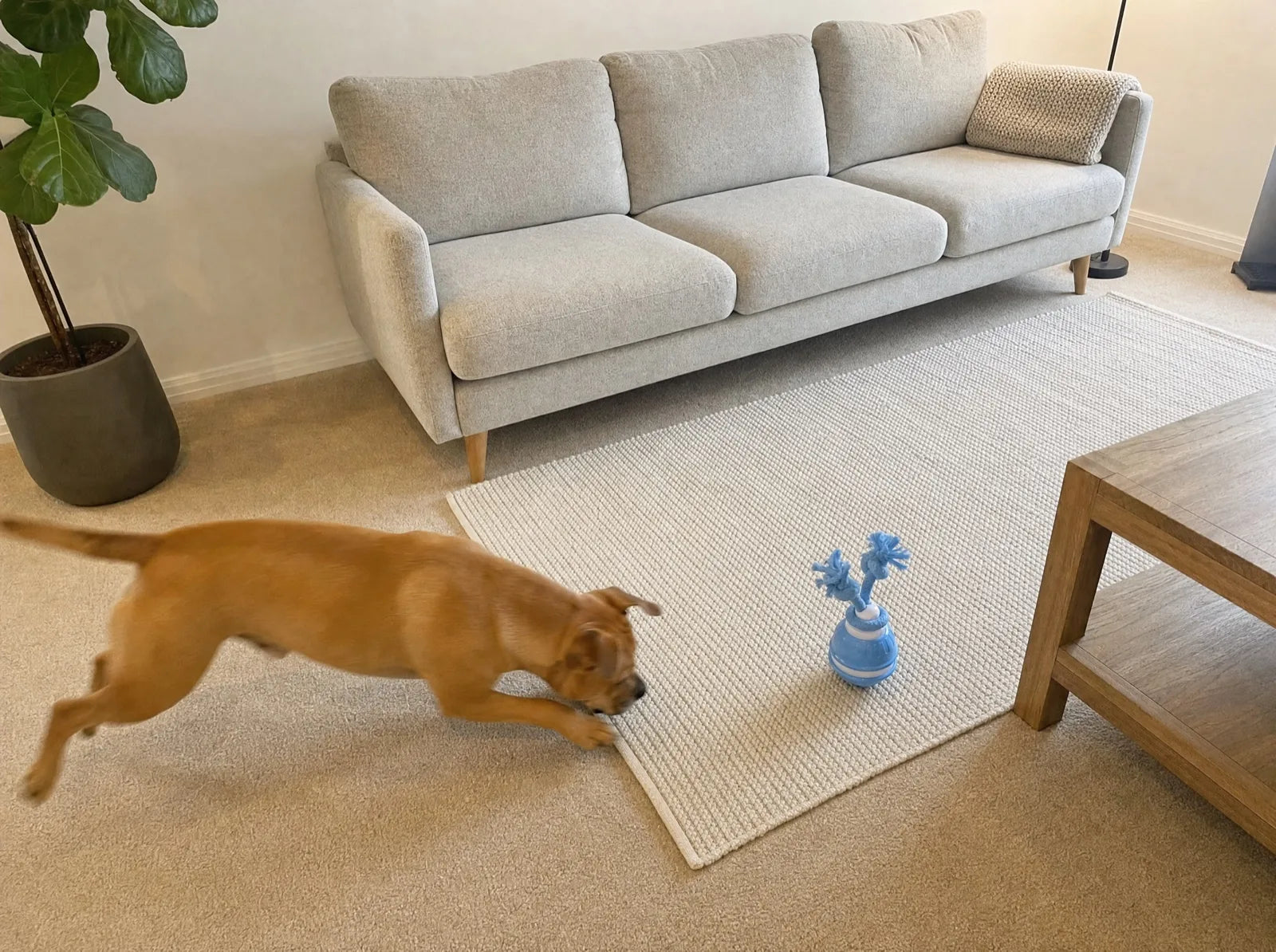 Max mid-chase after The Chase Buddy across the carpet