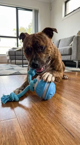 Staffy