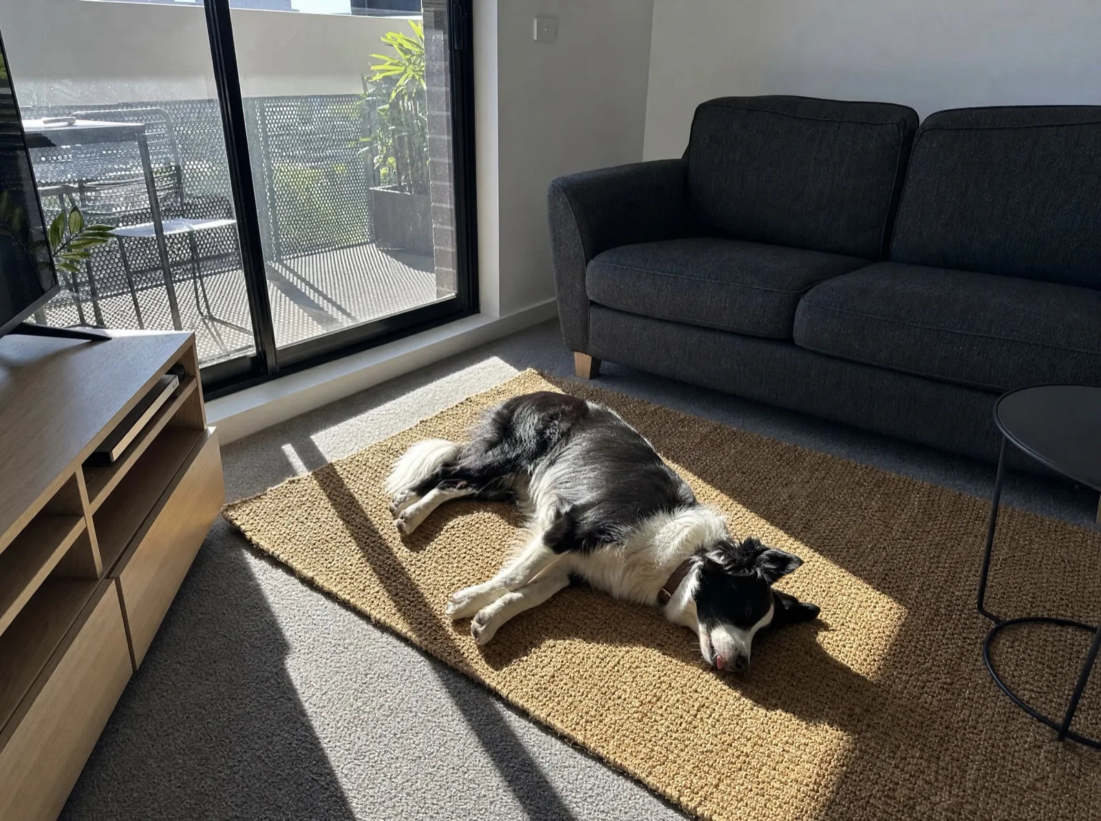 Bandit asleep on the rug in the afternoon sun