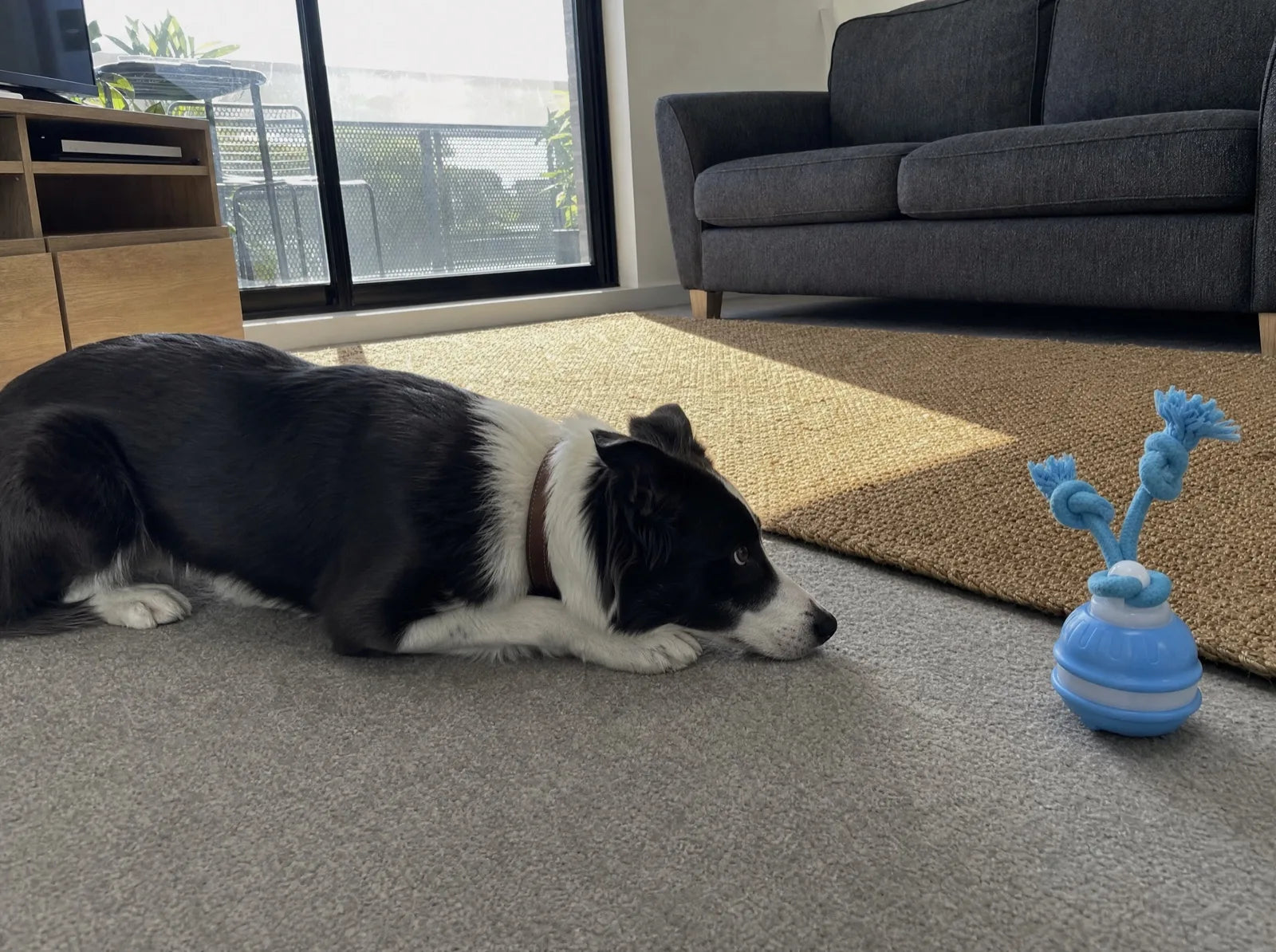 Bandit in the Border Collie crouch, locked on to The Chase Buddy