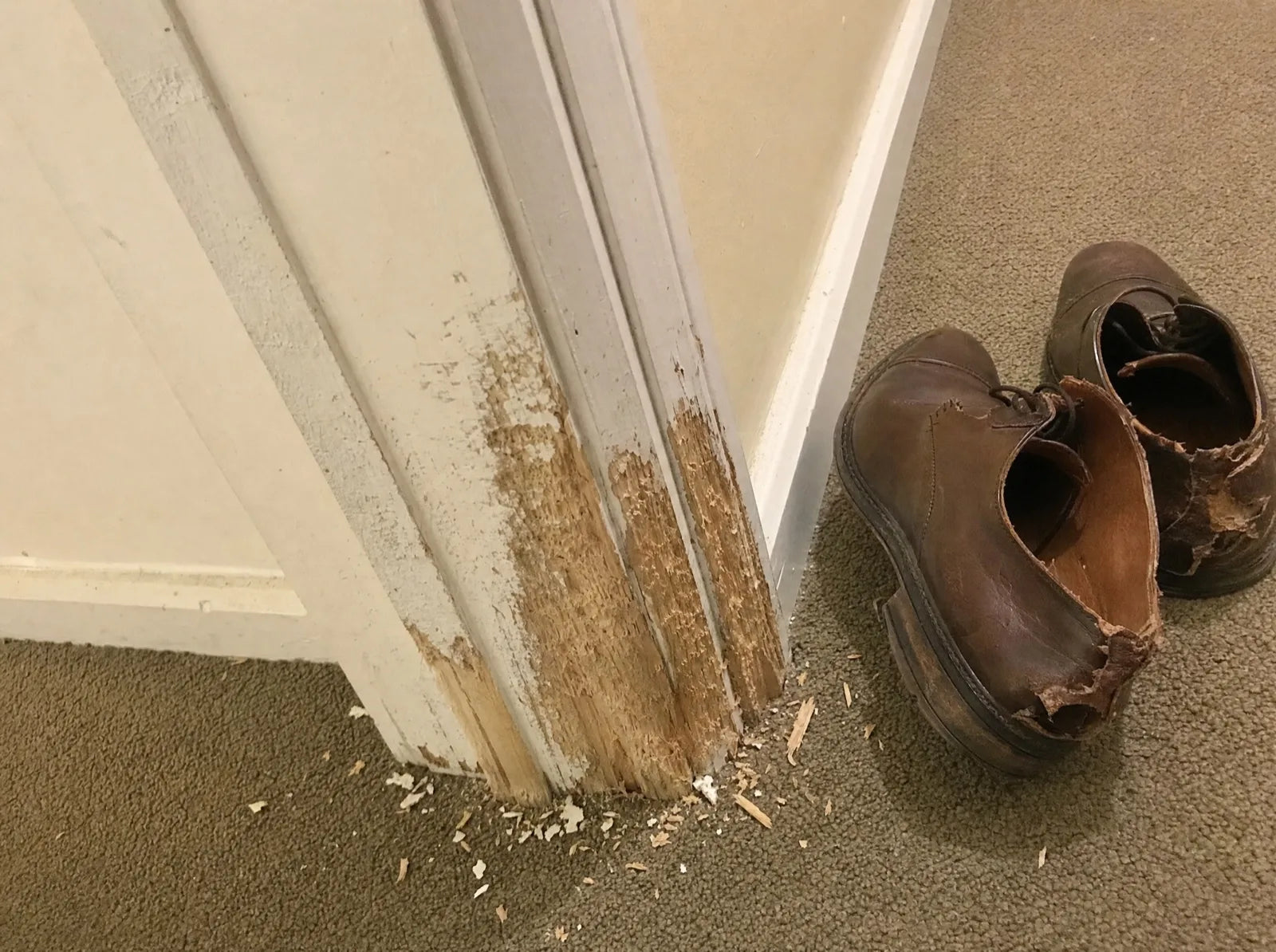 The chewed door frame and skirting board in the old rental, with a pair of chewed leather shoes