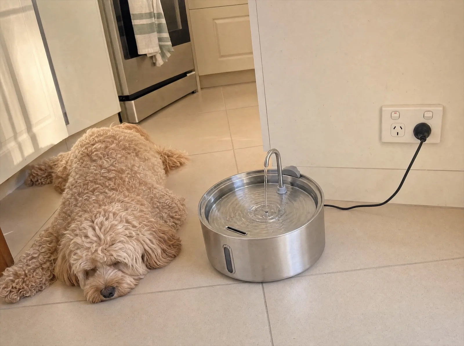 Biscuit asleep on the kitchen tiles next to the Fresh Flow fountain on a summer evening