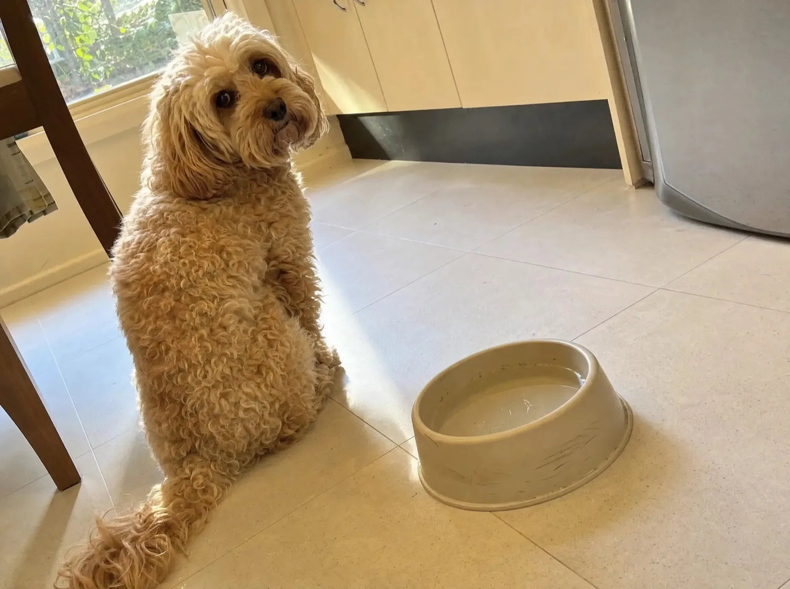 An apricot Cavoodle sitting on kitchen tiles, turned away from a full plastic water bowl