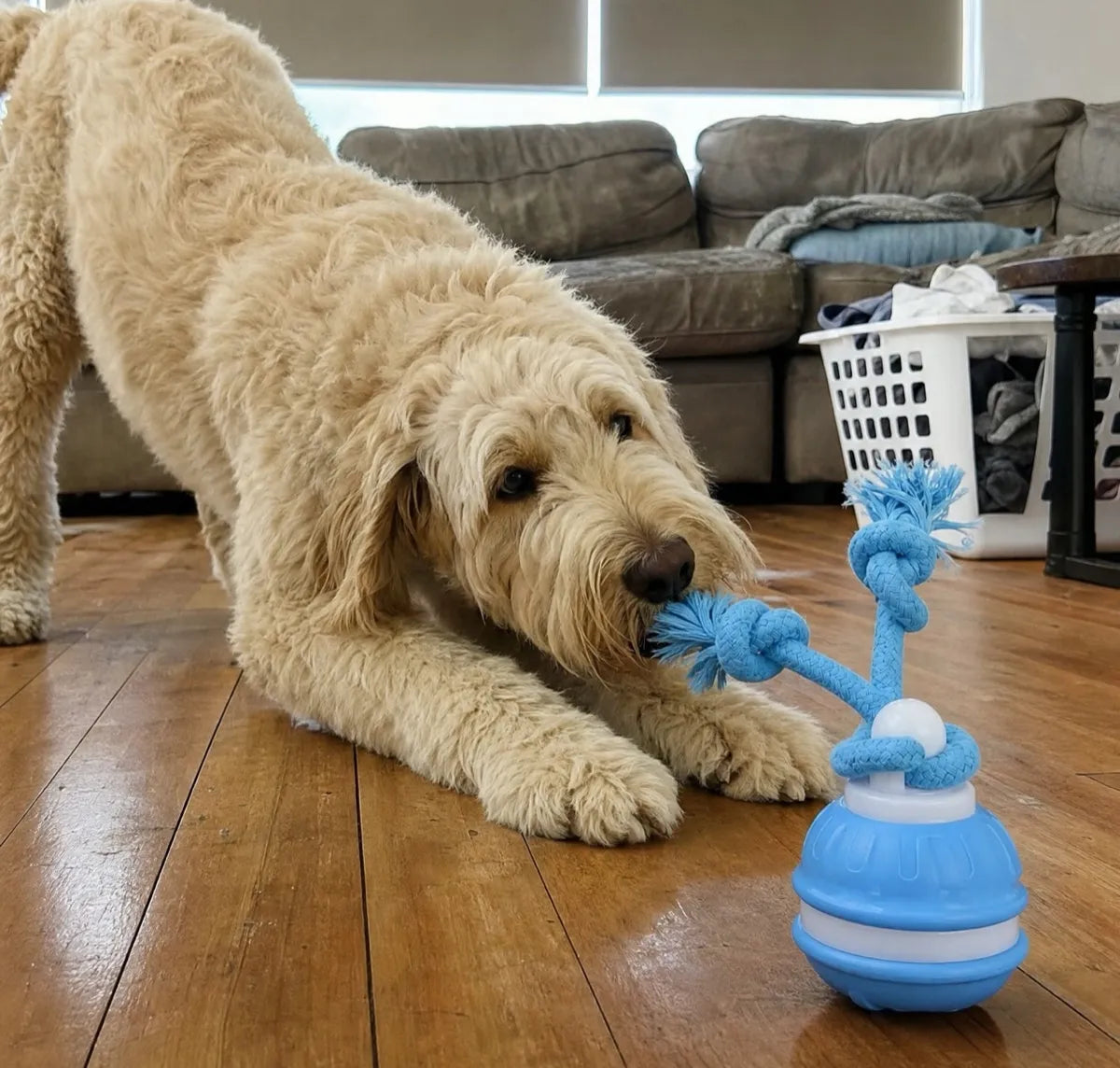 A cream Labradoodle in a play bow on floorboards, mouthing the rope arms of The Chase Buddy in a lounge room with the blinds down