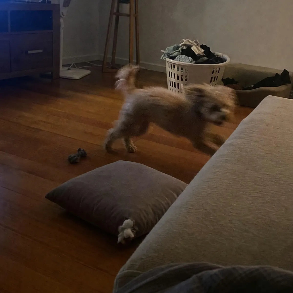 A small fluffy dog blurred mid-zoomie across a dim lounge room at night, past a cushion knocked onto the floorboards