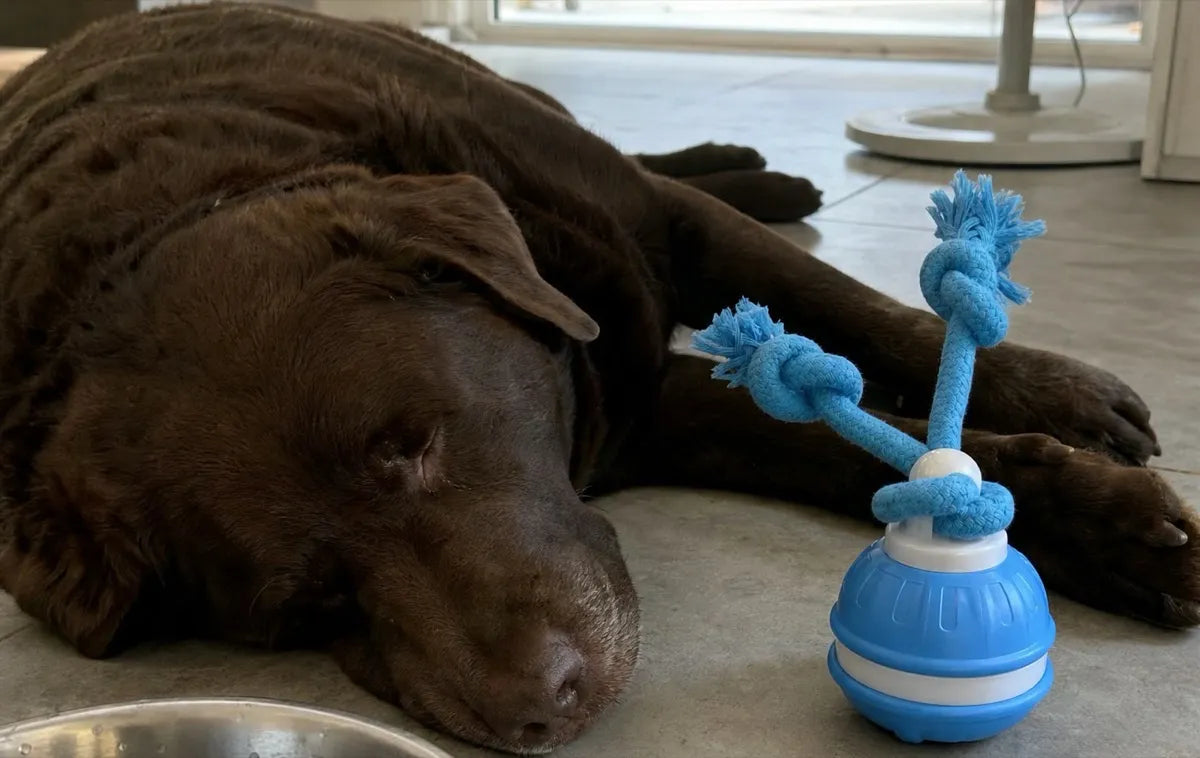 A chocolate Labrador asleep on cool floor tiles next to The Chase Buddy, with a fan and a water bowl nearby