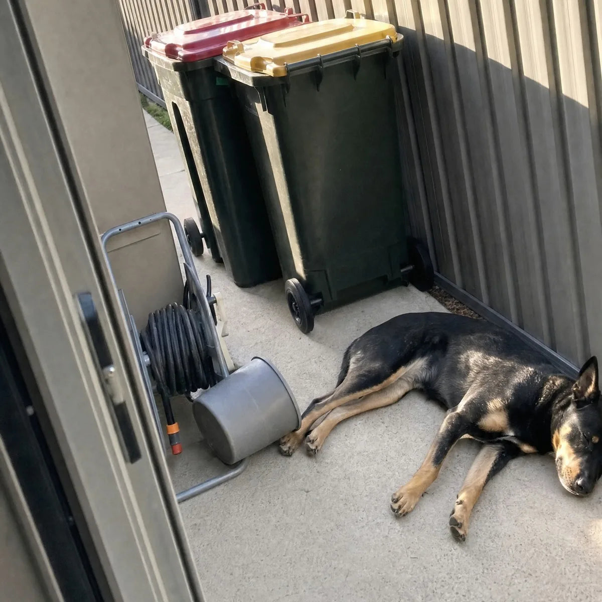 A black and tan Kelpie flat out asleep on concrete in front of a red-lid and a yellow-lid wheelie bin standing against a Colorbond fence
