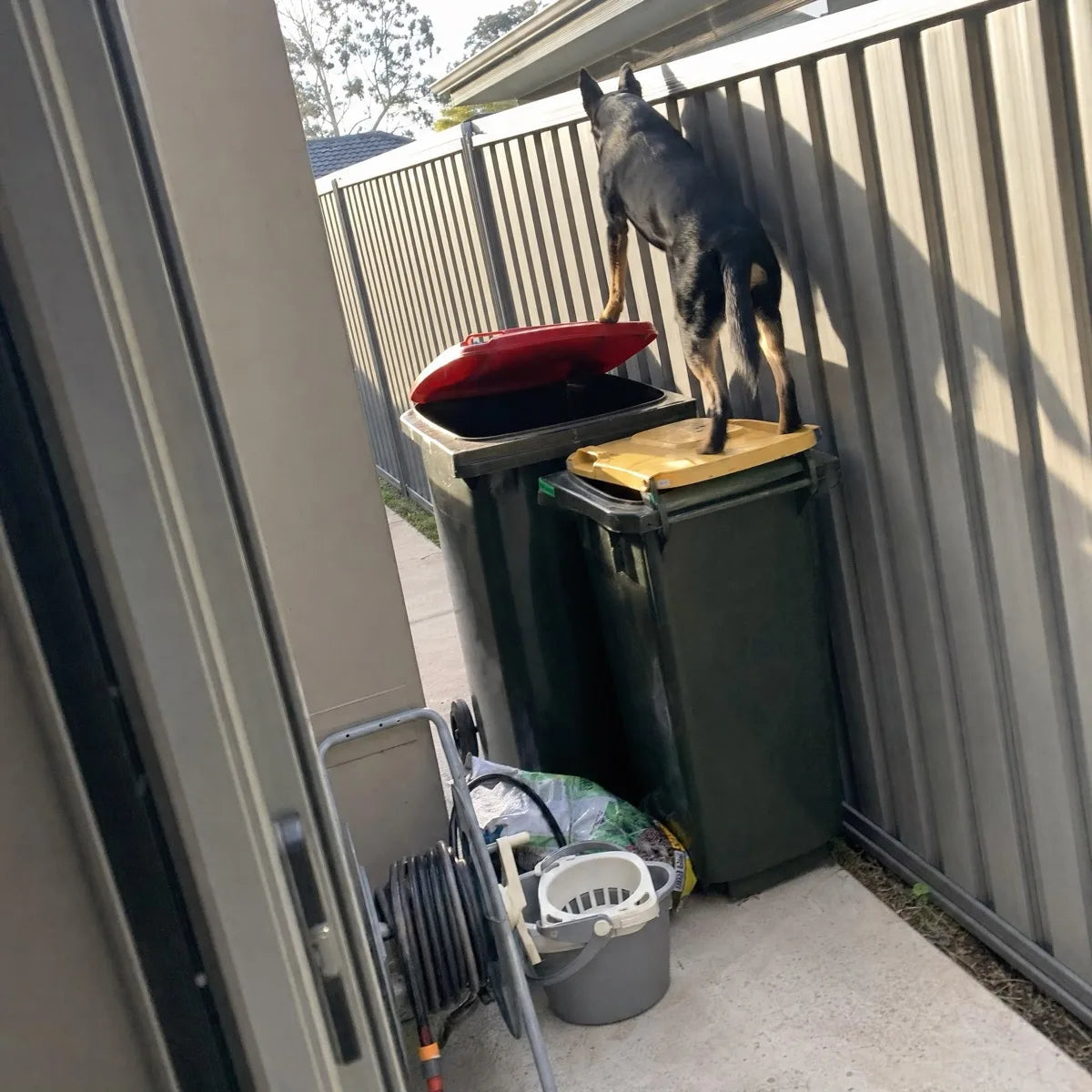 A black and tan Kelpie standing on the yellow lid of a wheelie bin, front paws on the open red lid, looking over a Colorbond fence, seen from a laundry door