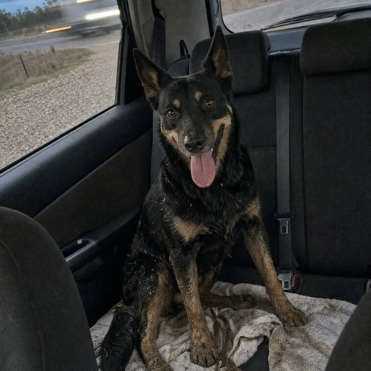 A muddy black and tan Kelpie sitting on a blanket on the back seat of a car parked on a highway shoulder at dusk, with a tissue box on the console
