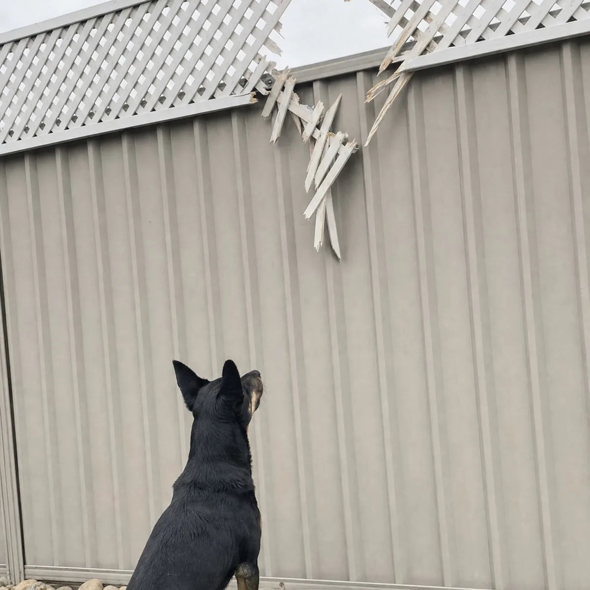 A black and tan Kelpie sitting on the grass, staring up at a dog-sized hole smashed through the white lattice on top of a Colorbond fence
