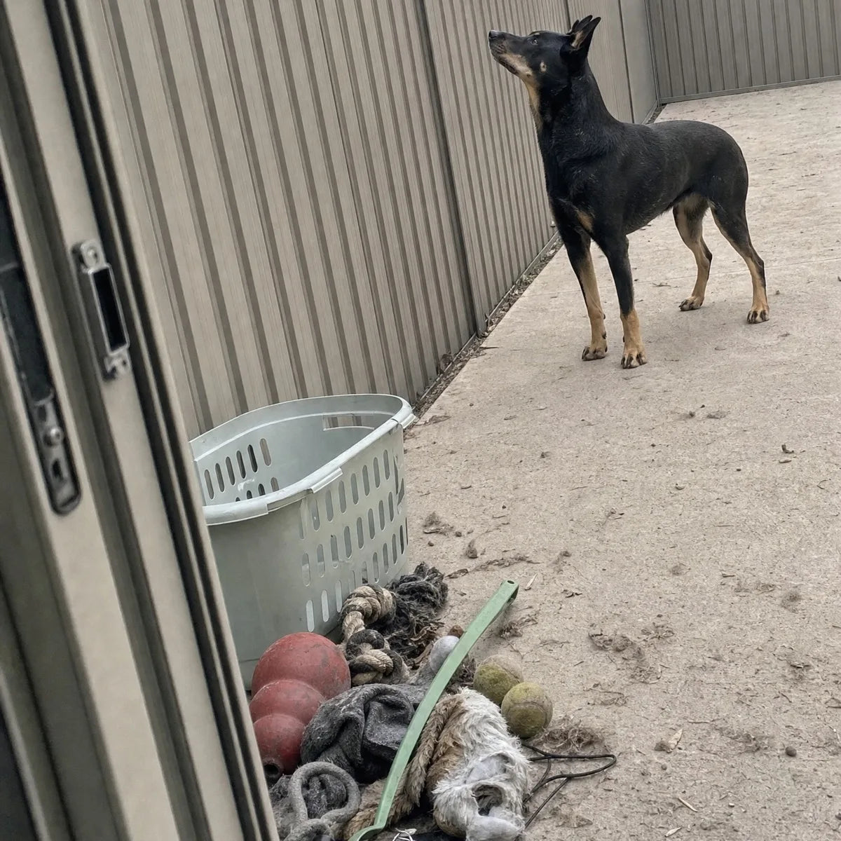 A heap of chewed dog toys by a back door, including a Kong, a rope, a ball thrower and a flirt pole, with a Kelpie standing with her nose to the fence behind them