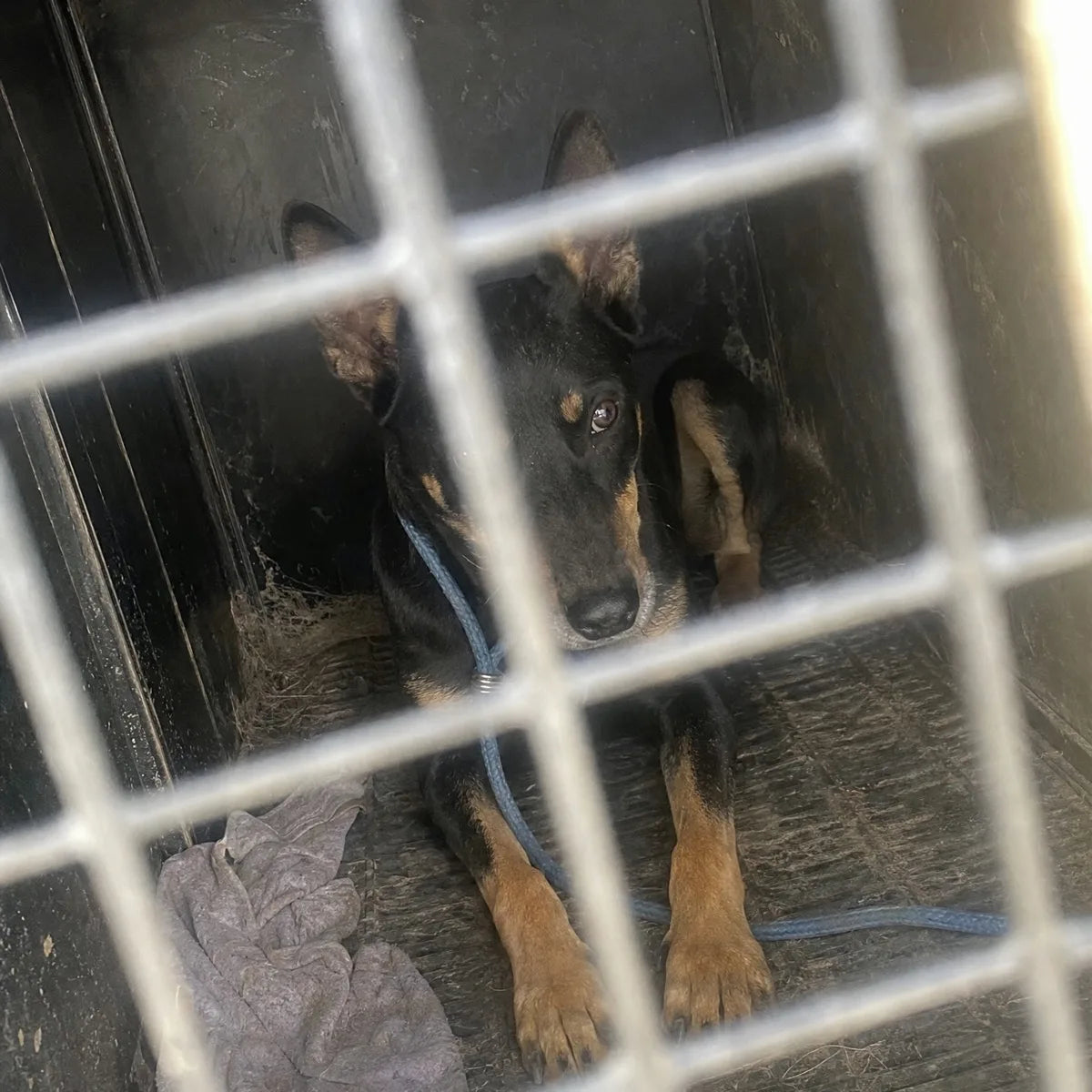 A black and tan Kelpie lying in the dog box of a work ute, seen through the mesh door, with a blue lead beside her