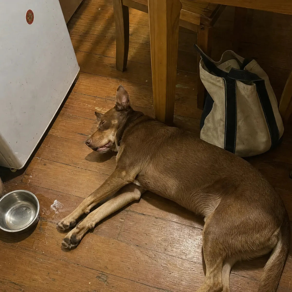 A red kelpie flat out asleep on kitchen floorboards next to the fridge and his water bowl