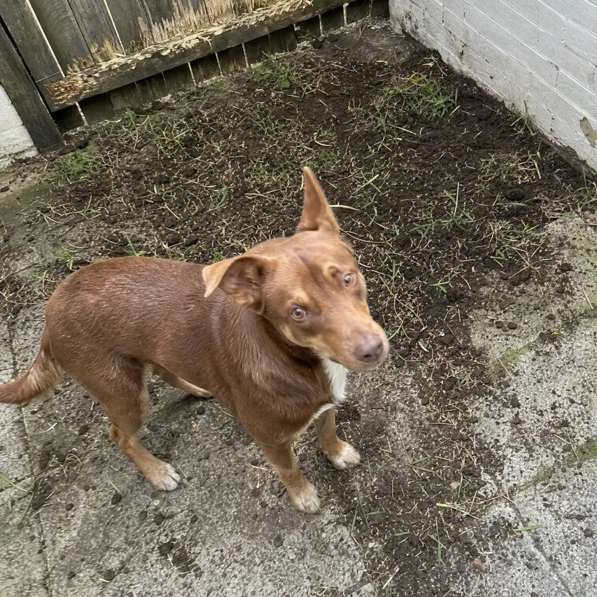 A red kelpie standing on pavers in front of a small patch of yard dug back to dirt, with a chewed fence rail behind him