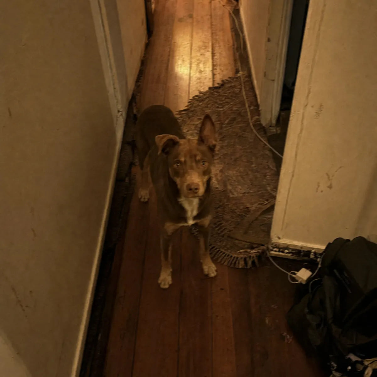 A red kelpie standing in a dim terrace hallway at night, staring up at the camera
