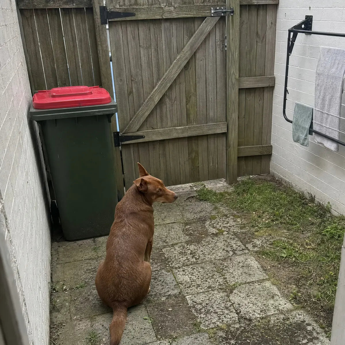 A red kelpie sitting on cracked square pavers in a tiny terrace backyard, next to a red-lid wheelie bin, looking toward the back gate