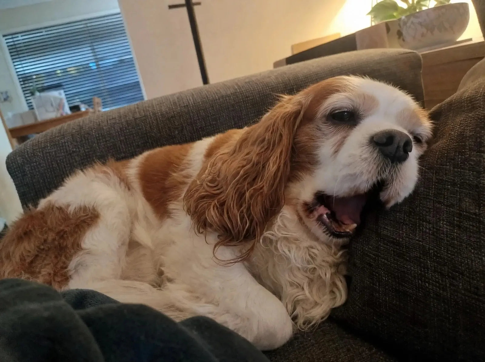 An older Cavalier King Charles Spaniel yawning on a couch, with a little brown staining visible on the back teeth