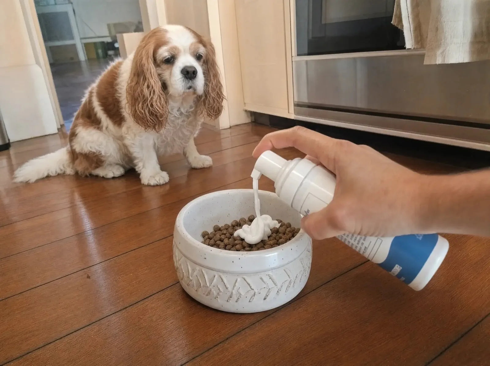 An owner giving two pumps of PearlyPup spray onto a bowl of kibble while a Cavalier waits