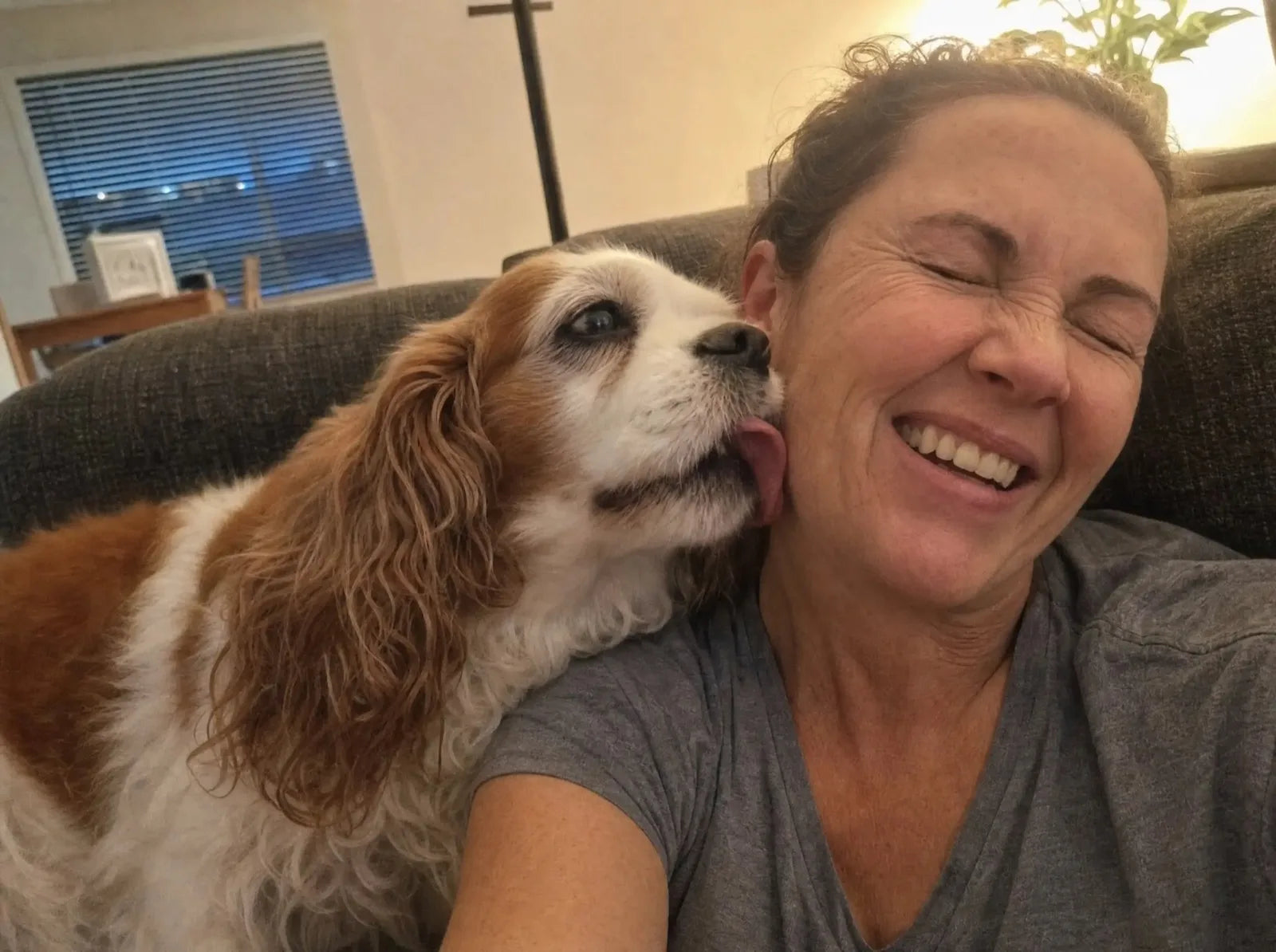 A Cavalier King Charles Spaniel licking a laughing woman's cheek on a couch