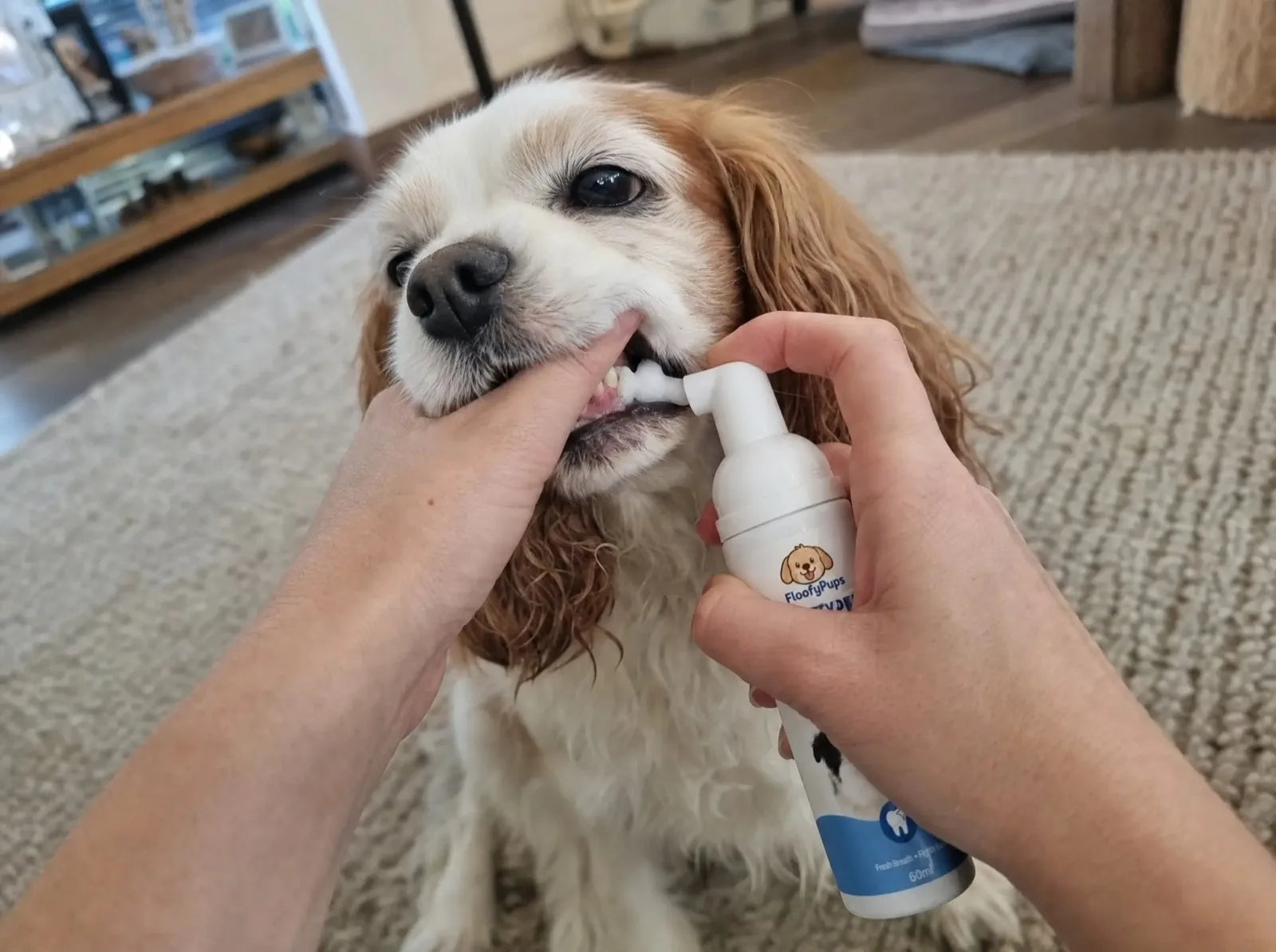 An owner gently lifting a Cavalier's lip and spraying PearlyPup along the gumline