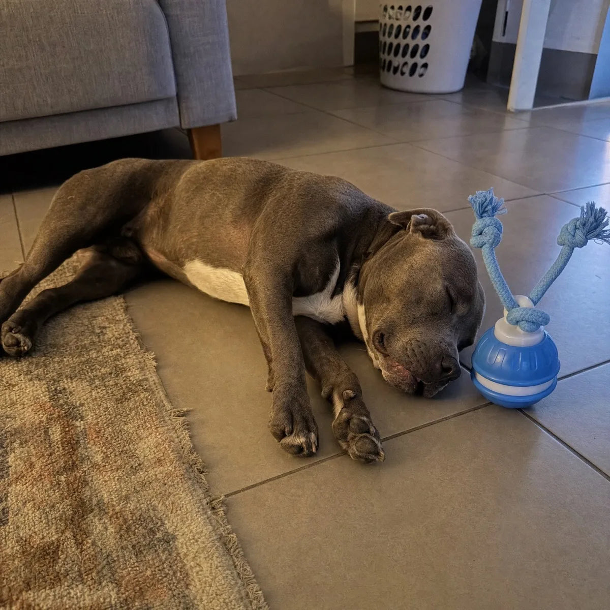 A blue Staffy asleep on cool floor tiles in the evening, with The Chase Buddy standing next to his head