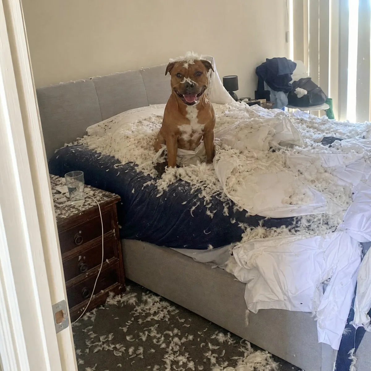 A red Staffy grinning on a bed covered in doona feathers