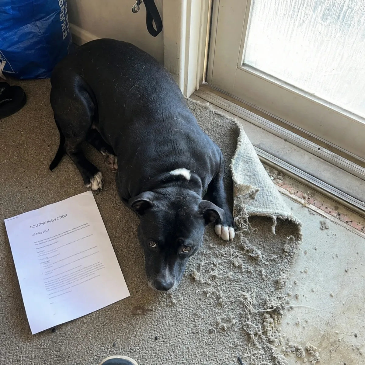 A black Staffy lying next to carpet dug up at the front door, with an inspection notice on the floor