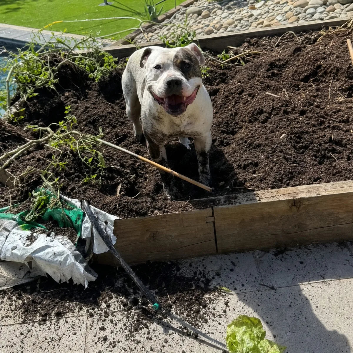 A white Staffy with a brindle eye patch grinning in a dug-up veggie patch
