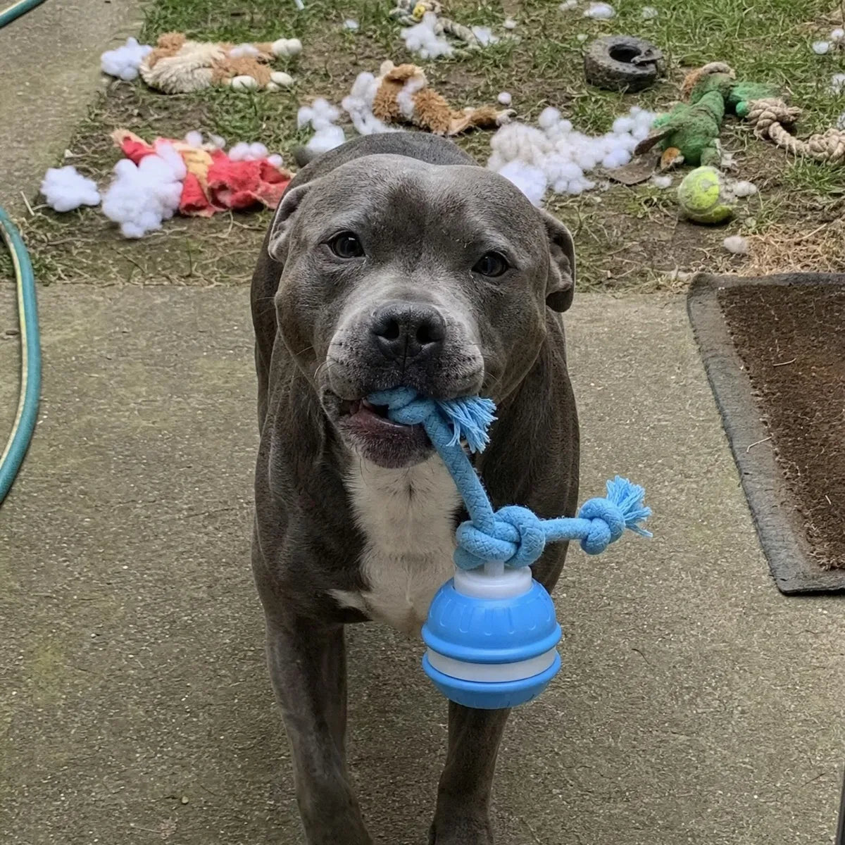 A blue Staffy carrying an intact Chase Buddy past a backyard full of shredded plush, rubber and rope toys