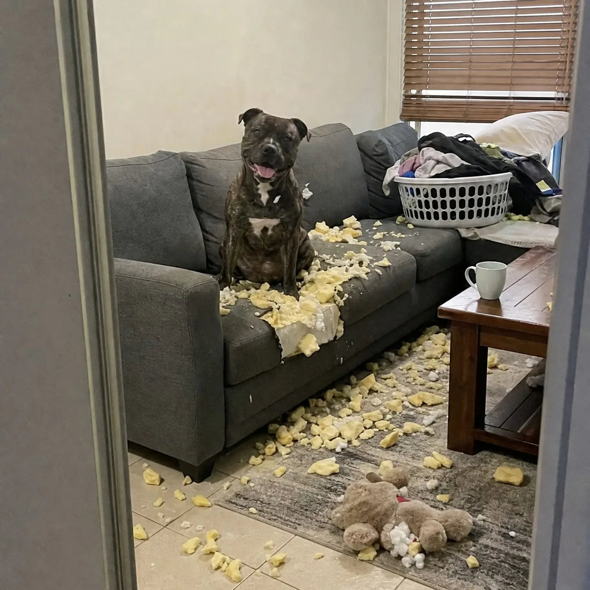 A brindle Staffy sitting on a shredded grey lounge with foam all over the floor