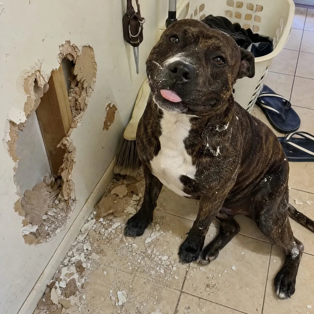 A brindle Staffy sitting on laundry tiles next to a plate-sized hole chewed through the plasterboard, with plaster all over the floor
