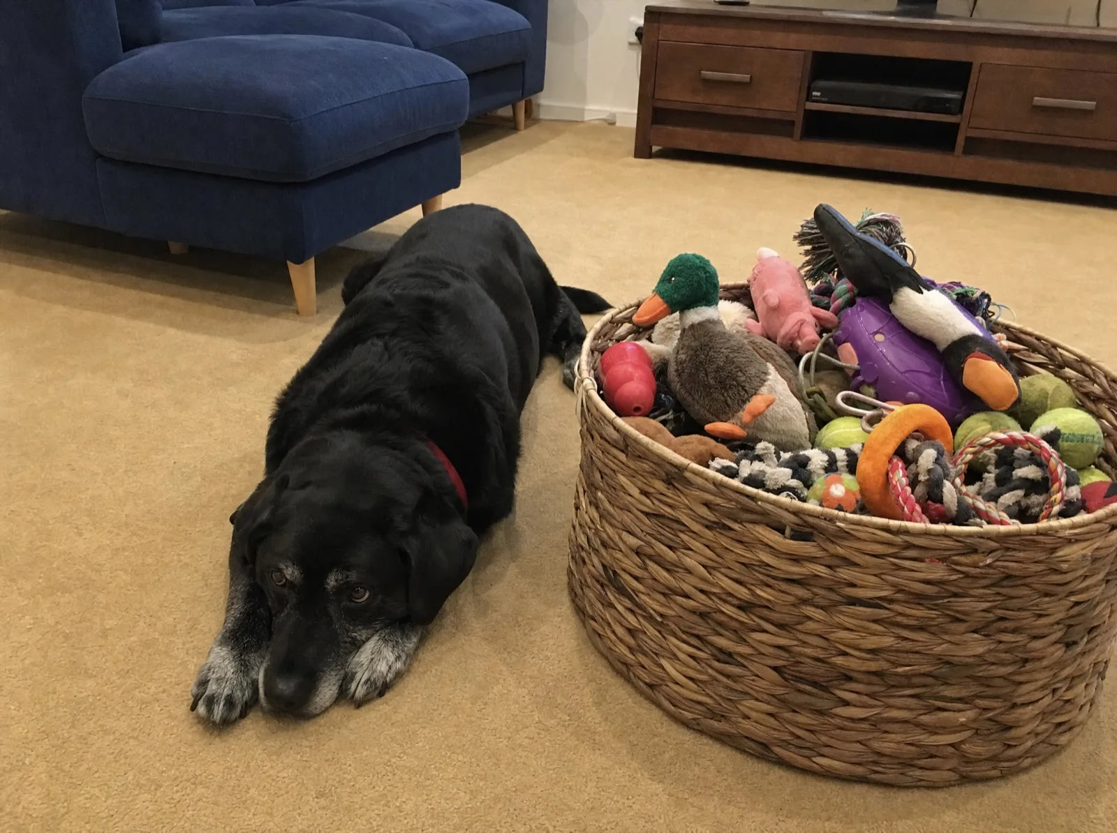 Bruno lying beside a basket full of untouched dog toys