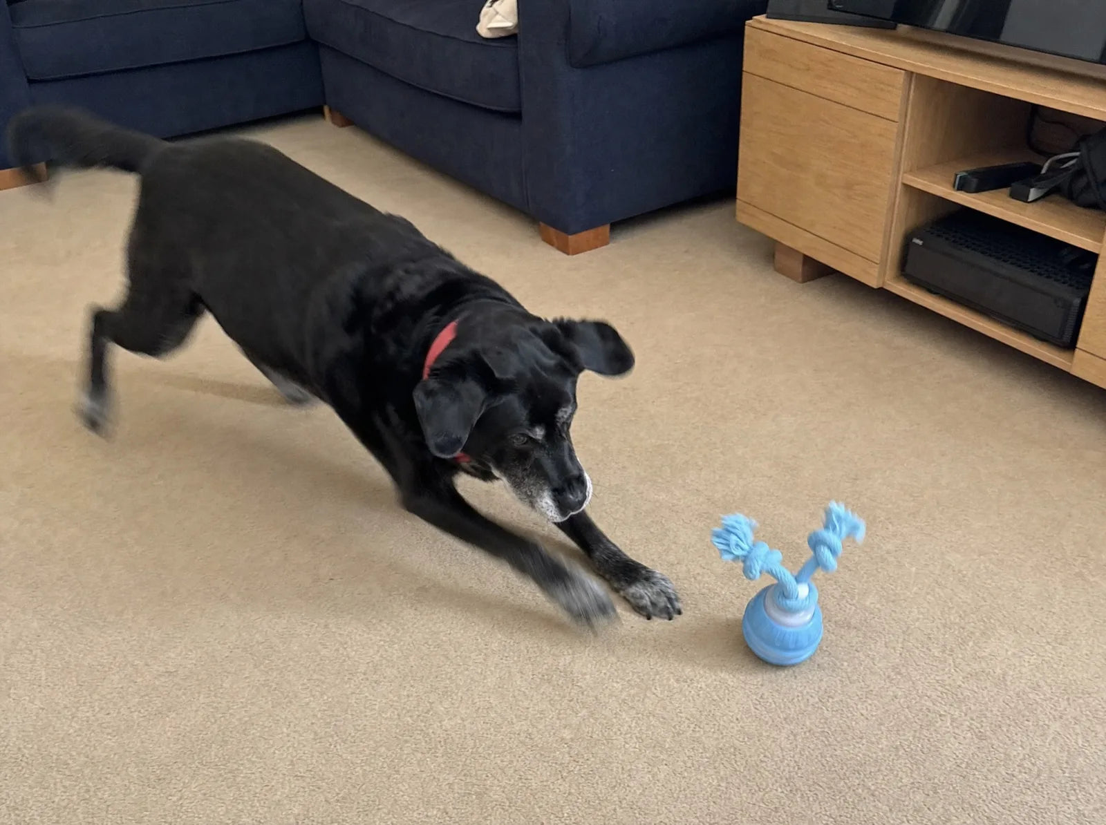 Bruno mid-chase after The Chase Buddy across the floor