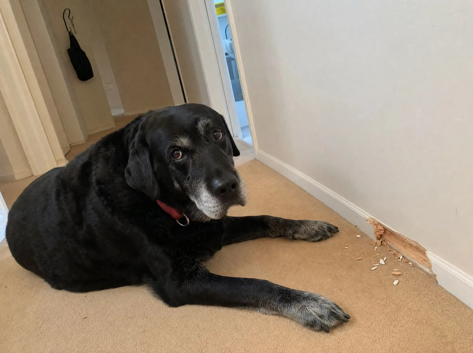 Bruno the black Labrador lying next to a chewed skirting board in a hallway