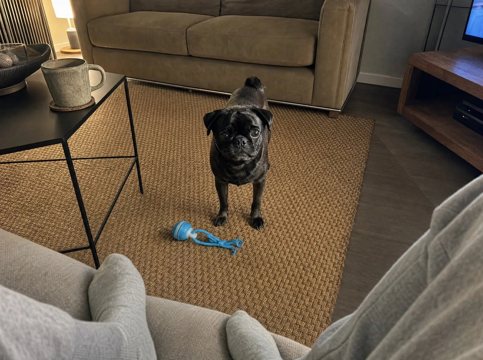 A small black dog standing at someone's feet on the sofa in the evening, toy dropped on the floor, staring up