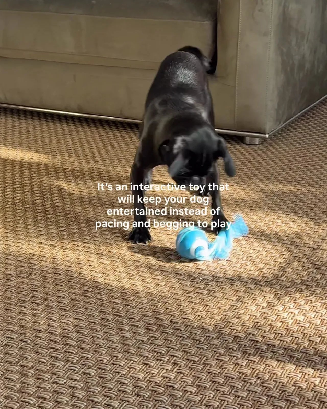 The pug chasing the toy across the rug